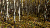 _MG_3752